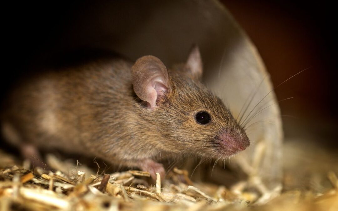 Come eliminare i topi dal sottotetto